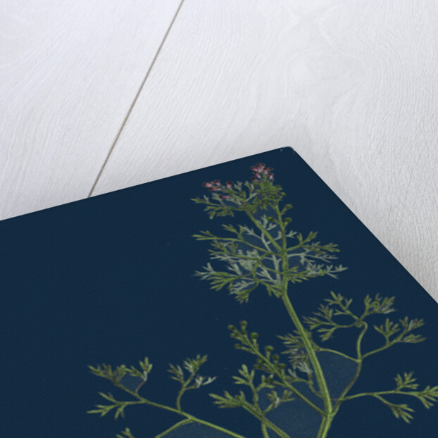 Fumaria Vaillantii; Vaillant's Small-Flowered Fumitory by Anonymous