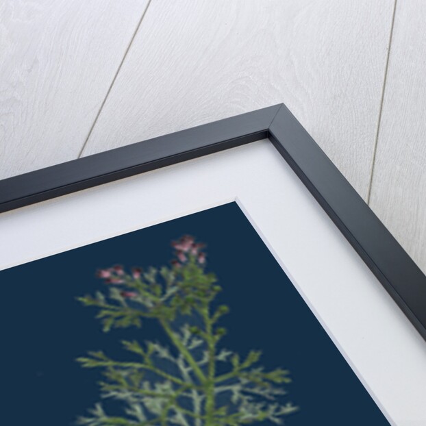 Fumaria Vaillantii; Vaillant's Small-Flowered Fumitory by Anonymous