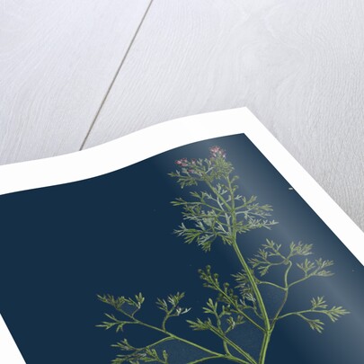 Fumaria Vaillantii; Vaillant's Small-Flowered Fumitory by Anonymous