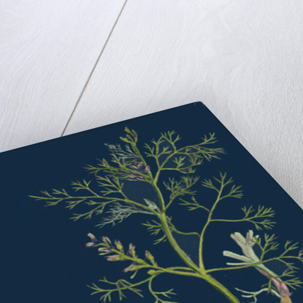 Fumaria Parviflora; Lamark's Small Flowered Fumitory by Anonymous