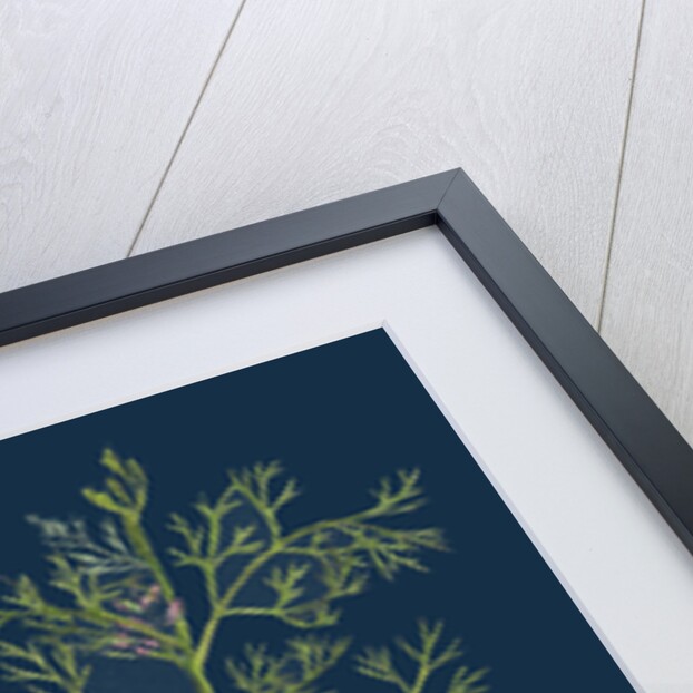 Fumaria Parviflora; Lamark's Small Flowered Fumitory by Anonymous