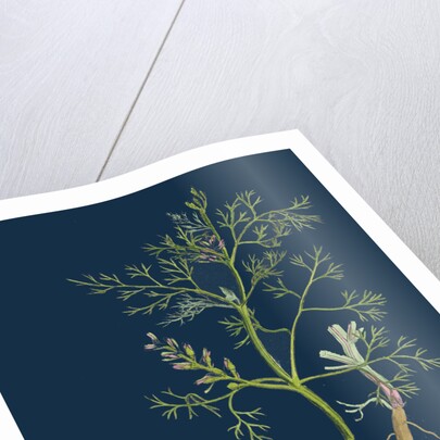 Fumaria Parviflora; Lamark's Small Flowered Fumitory by Anonymous