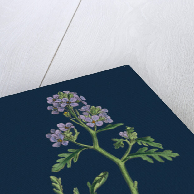 Cakile Maritima; Sea Rocket by Anonymous