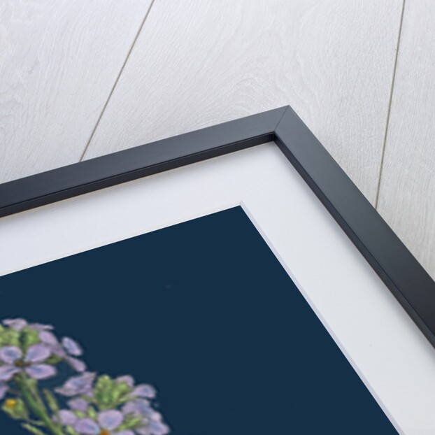 Cakile Maritima; Sea Rocket by Anonymous