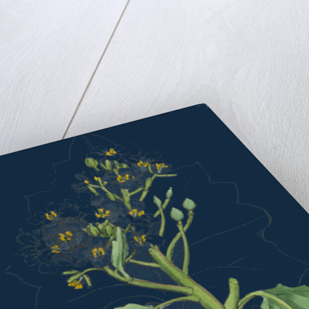 Crambe Maritima; Sea Kale by Anonymous