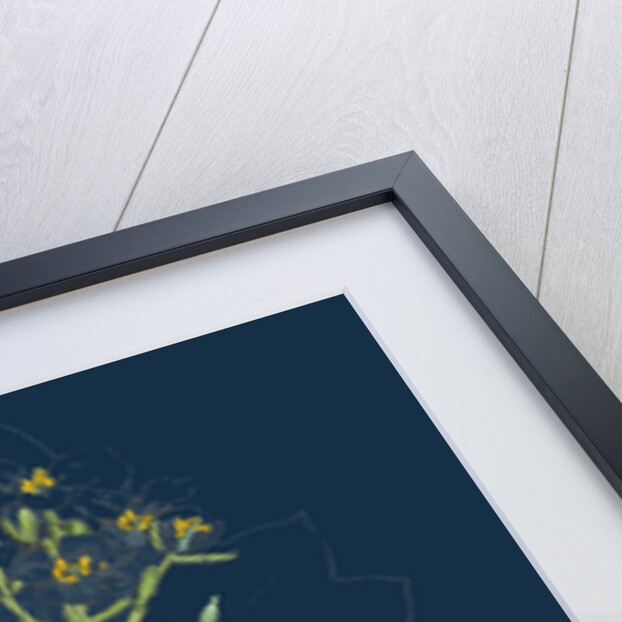 Crambe Maritima; Sea Kale by Anonymous