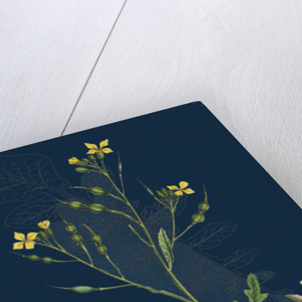 Raphanus Maritimus; Sea Radish by Anonymous