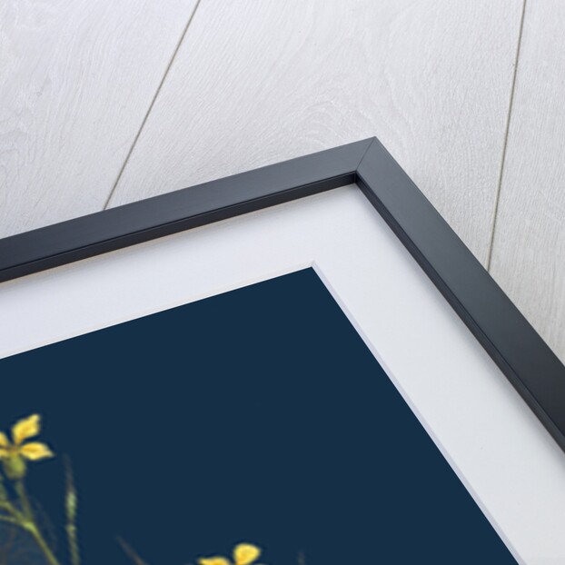 Raphanus Maritimus; Sea Radish by Anonymous