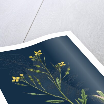 Raphanus Maritimus; Sea Radish by Anonymous