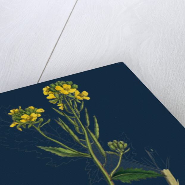 Brassica Sinapistrum; Wild Mustard by Anonymous