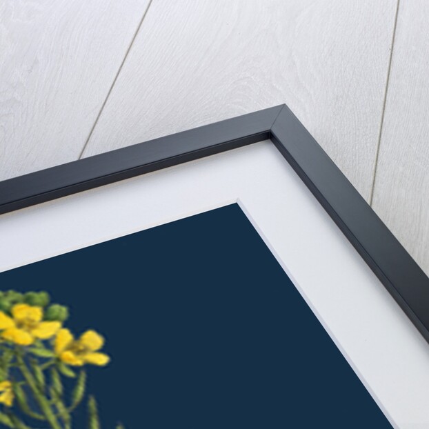 Brassica Sinapistrum; Wild Mustard by Anonymous