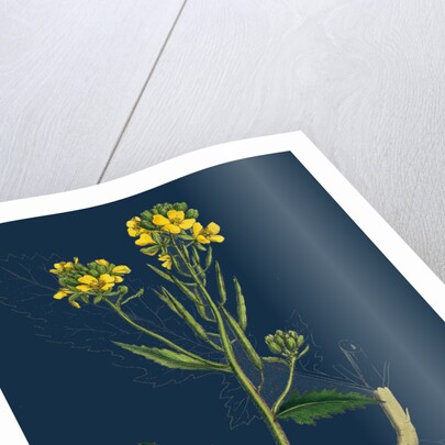 Brassica Sinapistrum; Wild Mustard by Anonymous