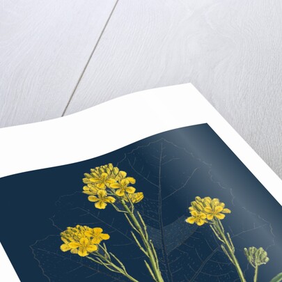 Brassica Nigra; Black Mustard by Anonymous