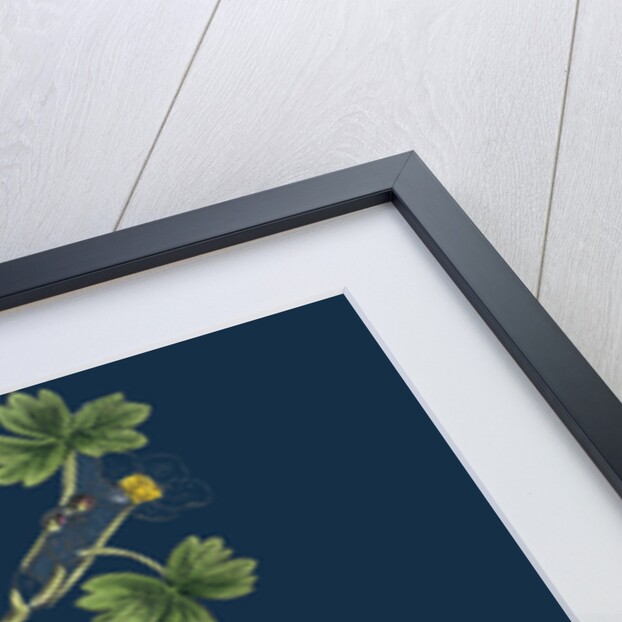 Ranunculus Peltatus Floribundus; Common Water-Crowfoot, Var. B. by Anonymous