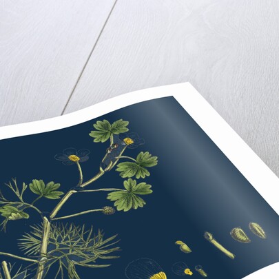 Ranunculus Peltatus Floribundus; Common Water-Crowfoot, Var. B. by Anonymous