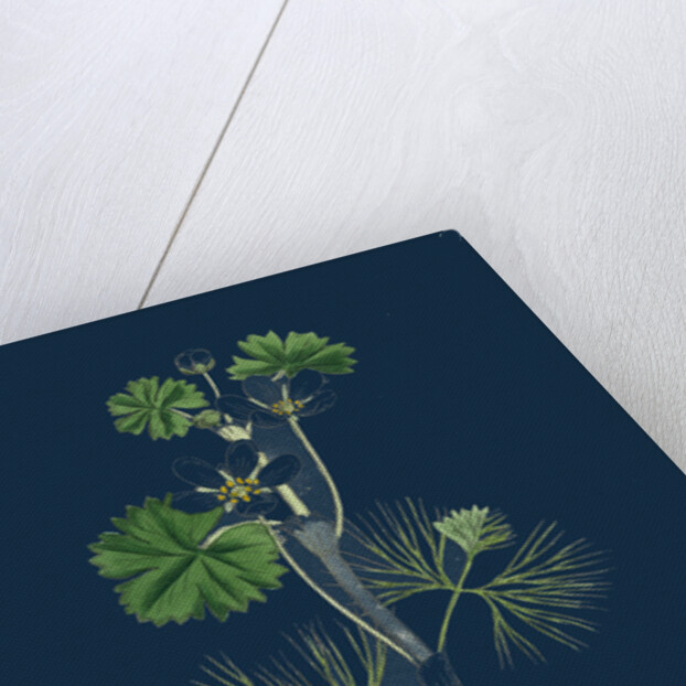 Ranunculus Heterophyllus; Various Leaved Water-Crowfoot by Anonymous