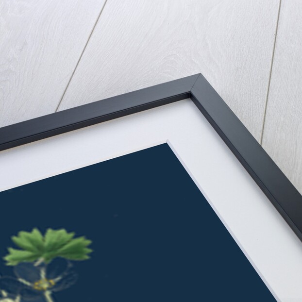 Ranunculus Heterophyllus; Various Leaved Water-Crowfoot by Anonymous