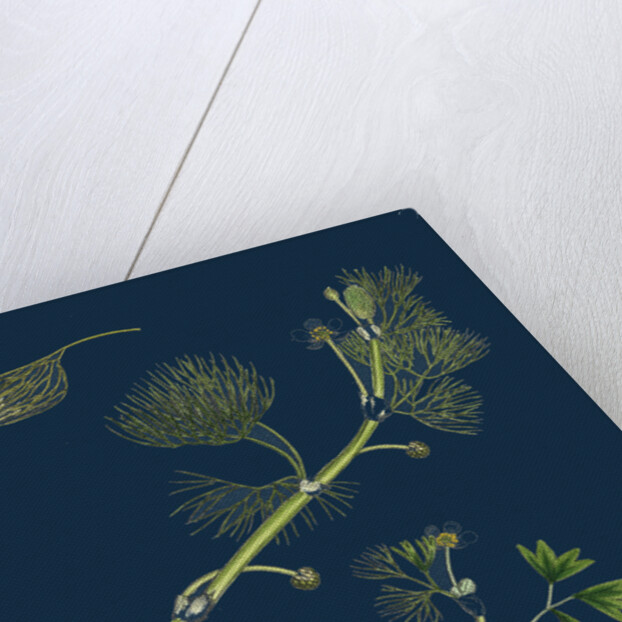 Ranunculus Drouetii; Drouet's Water-Crowfoot by Anonymous