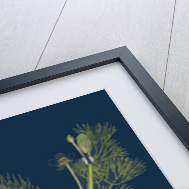 Ranunculus Drouetii; Drouet's Water-Crowfoot by Anonymous