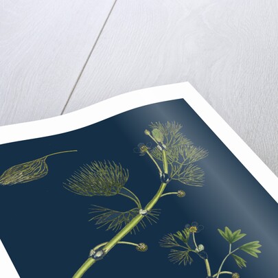 Ranunculus Drouetii; Drouet's Water-Crowfoot by Anonymous