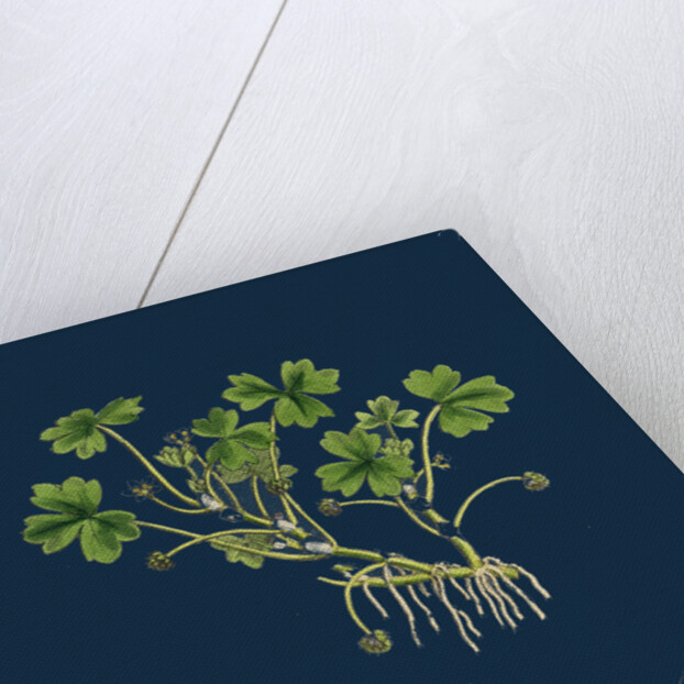 Ranunculus Tripartitus; Three-Lobed Water-Crowfoot by Anonymous