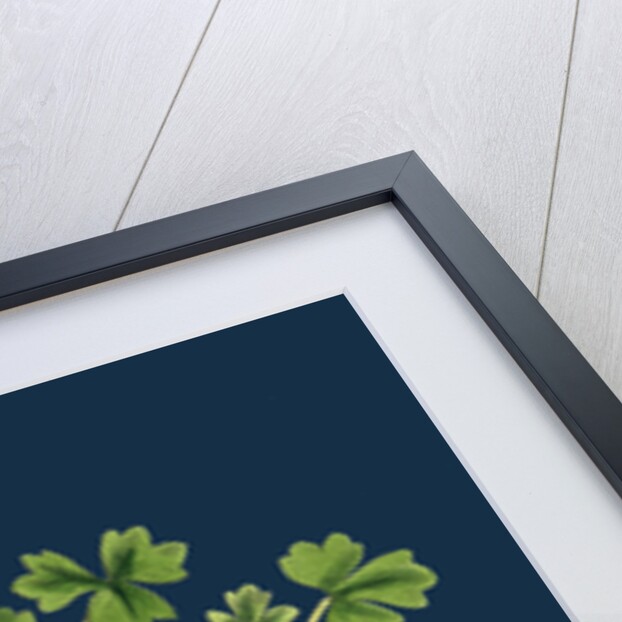 Ranunculus Tripartitus; Three-Lobed Water-Crowfoot by Anonymous