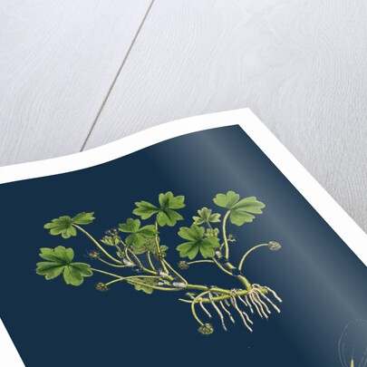 Ranunculus Tripartitus; Three-Lobed Water-Crowfoot by Anonymous