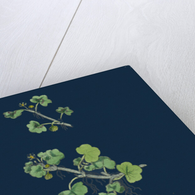 Ranunculus Hederaceus; Ivy-Leaved Water-Crowfoot by Anonymous