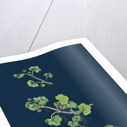 Ranunculus Hederaceus; Ivy-Leaved Water-Crowfoot by Anonymous