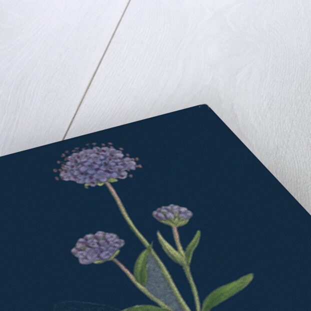 Scabiosa Succisa; Devil's-Bit Scabious by Anonymous