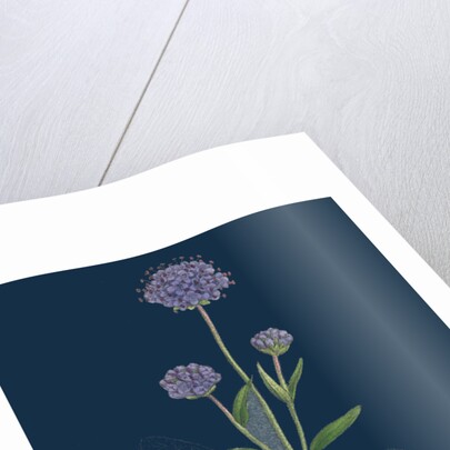 Scabiosa Succisa; Devil's-Bit Scabious by Anonymous