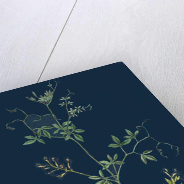 Corydalis Claviculata; White Climbing Fumitory by Anonymous