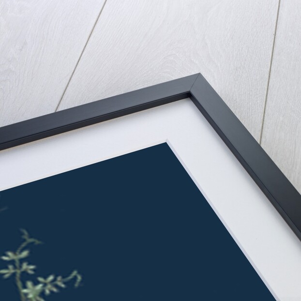 Corydalis Claviculata; White Climbing Fumitory by Anonymous