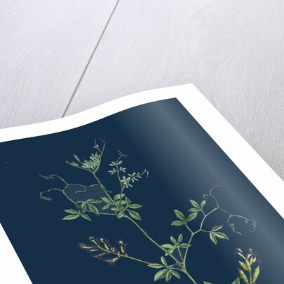 Corydalis Claviculata; White Climbing Fumitory by Anonymous