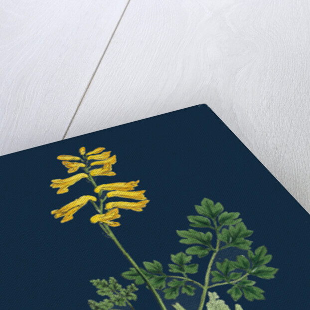 Corydalis Intea; Yellow Fumitory by Anonymous