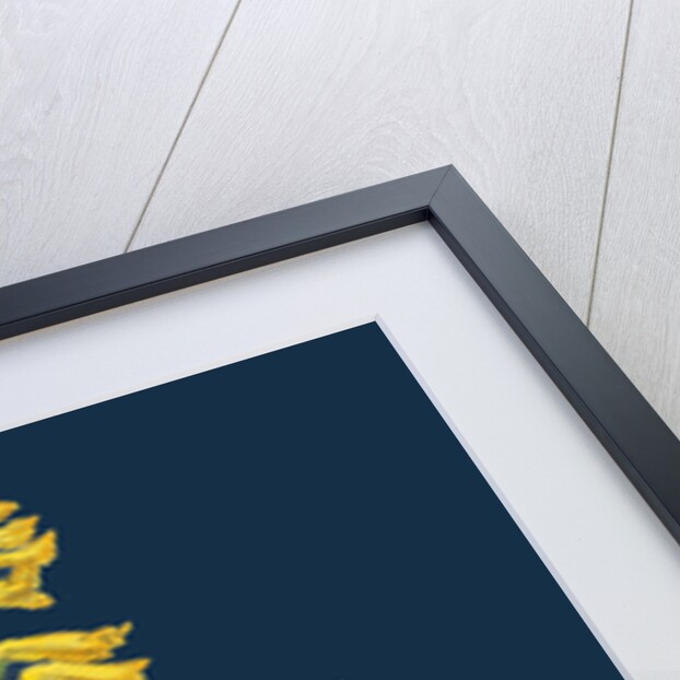 Corydalis Intea; Yellow Fumitory by Anonymous