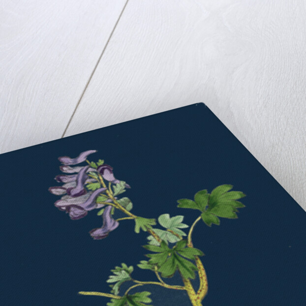 Corydalis Solida; Solid Bulbous Fumitory by Anonymous