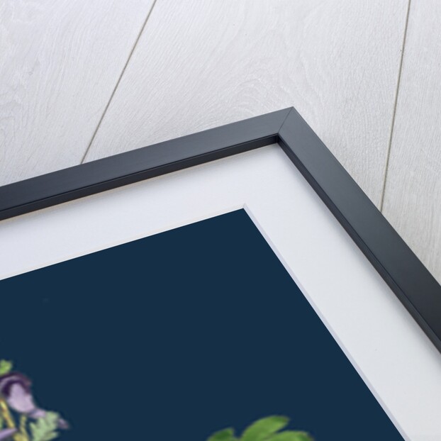 Corydalis Solida; Solid Bulbous Fumitory by Anonymous