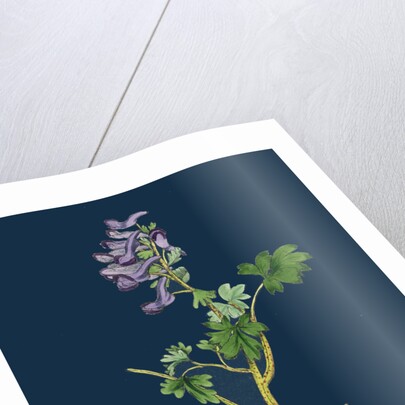 Corydalis Solida; Solid Bulbous Fumitory by Anonymous