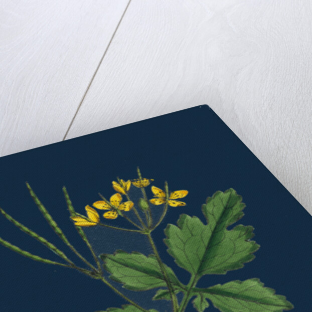 Chelidonium Majus; Celandine by Anonymous