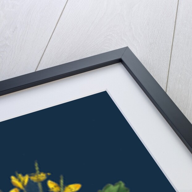 Chelidonium Majus; Celandine by Anonymous