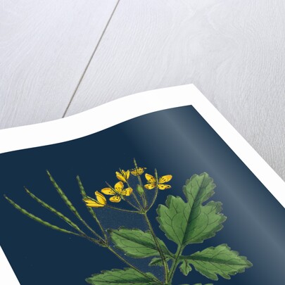 Chelidonium Majus; Celandine by Anonymous