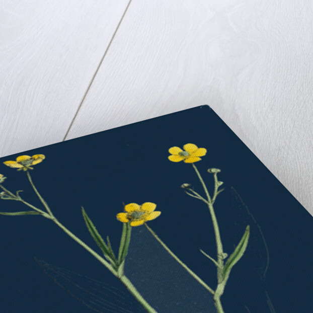 Ranunculus Eu-Flammula; Lesser Spearwort by Anonymous