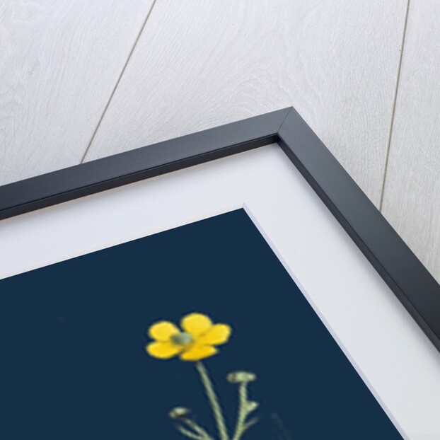 Ranunculus Eu-Flammula; Lesser Spearwort by Anonymous