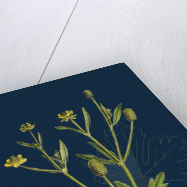 Ranunculus Sceleratus; Celery-Leaved Water-Crowfoot by Anonymous