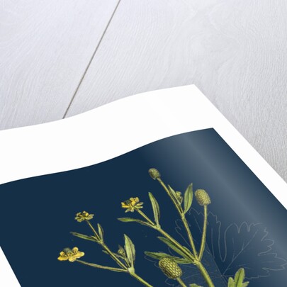 Ranunculus Sceleratus; Celery-Leaved Water-Crowfoot by Anonymous