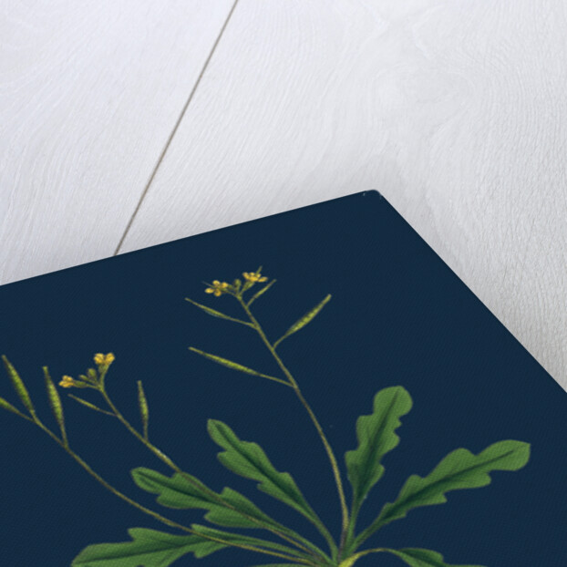 Brassica Viminea; Small Sand Rocket by Anonymous