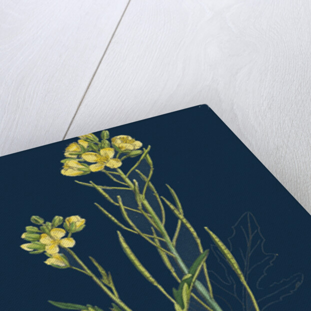 Brassica Tenuifolia; Wall Rocket by Anonymous