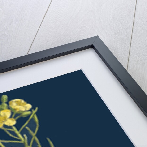 Brassica Tenuifolia; Wall Rocket by Anonymous