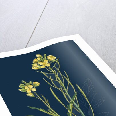 Brassica Tenuifolia; Wall Rocket by Anonymous